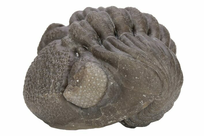 Wide, Enrolled Eldredgeops Trilobite - Ohio #221202